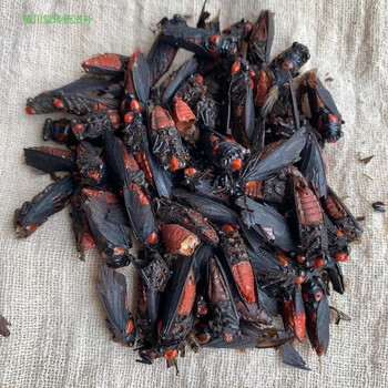 情川堂云南野生中药材斑毛斑毛虫红虫子班虫外用中药材精选大个10克中