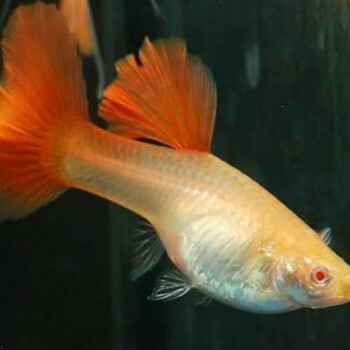 萌小鼠孔雀鱼全红血红美国全红白子活体热带鱼观赏鱼红鱼精纯种种鱼