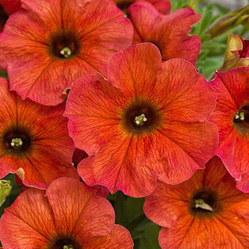 【虹越】超级舞春花苗 花量大抗性好花园庭院阳台开花花卉预售 美丽卡