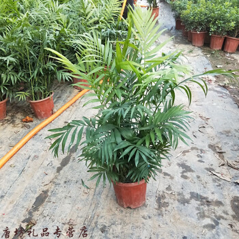 凤尾竹富贵椰子阳台客厅室内大绿植原土发货4050厘米左右袖珍椰子不含
