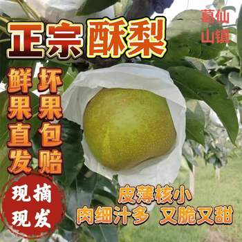 花农氏四川正宗酥梨葛仙山特产纯甜核小无渣果园冰镇味道更绝 9斤