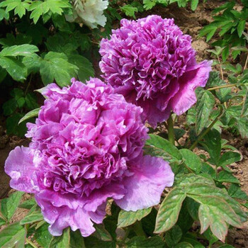 牡丹花树苗带盆正宗洛阳牡丹花苗大苗花卉植物室内鲜花盆栽带花苞重瓣