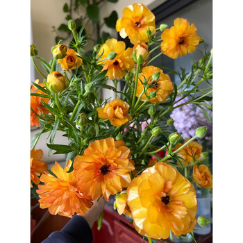 橙色重瓣蝴蝶洋牡丹5支(多头)