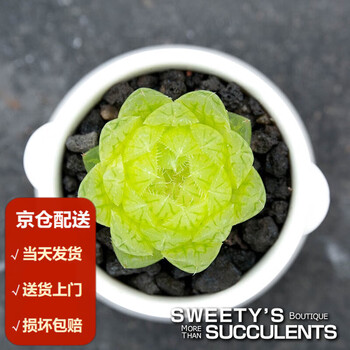 Top【選抜株】多肉植物 19937樱水晶玉露锦 10個 鉢無し/脱土 Top【選抜