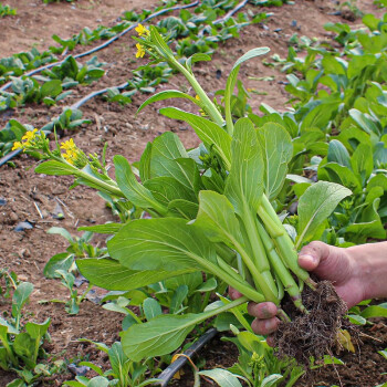 秋季播種菜種籽四季蔬菜菜子種植疏萊家庭種植菜籽種孑 四九菜心種子