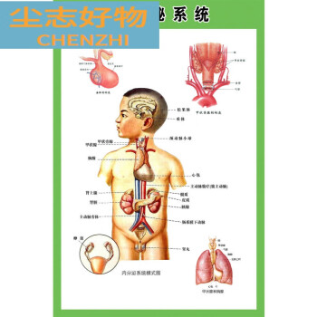 人体内分泌腺分布图图片