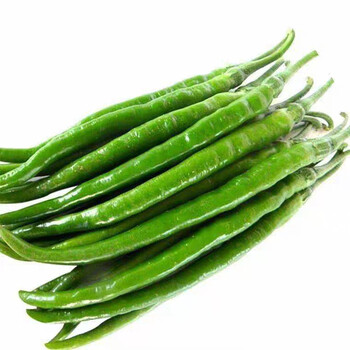 农大姐妹 青线椒新鲜辣椒尖椒青椒杭椒二荆条 5斤