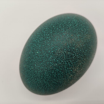 澳洲鸵鸟蛋鸸鹋新鲜食用蛋小蛋礼盒装送礼节日 大蛋500g  1个