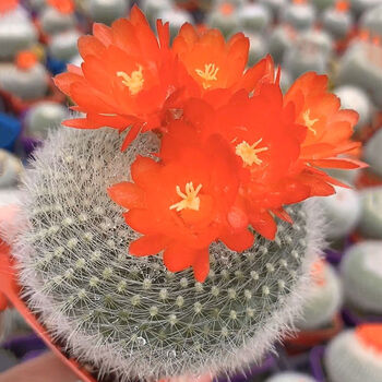 耶仔开花仙人球多肉白雪光带花苞发货室内小盆栽白雪光78厘米1盆育苗