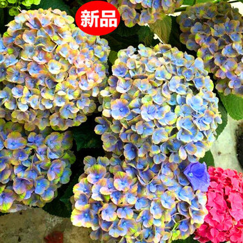 绣球魔幻珊瑚型号规格- 京东
