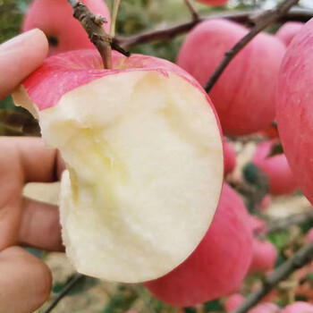 果宝沺陕西纸袋红富士苹果水果新鲜当季现摘丑萍果脆甜多汁净重510斤