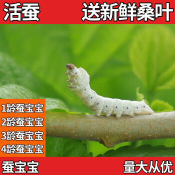 当天发货 蚕宝宝活蚕小蚕1龄蚕2龄3龄4龄送新鲜桑叶邮寄包活活体蚕宝宝1龄蚕宝宝10条 分养盒 桑叶 图片价格品牌报价 京东