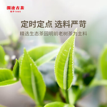 澜沧古茶 2024年景迈春香熟茶 景迈山春茶老树拼古树普洱茶茶叶357g