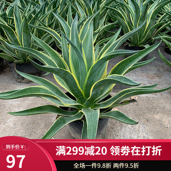 金边龙舌兰盆栽多肉植物虎皮兰绿植花卉室内办公室阳台种植盆栽不含盆龙舌兰35厘米高 图片价格品牌报价 京东
