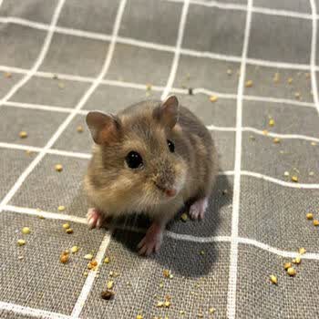 秋颖仓鼠已打银狐三线紫仓迷你小送用品粮食 紫仓一只(下单备注公母)