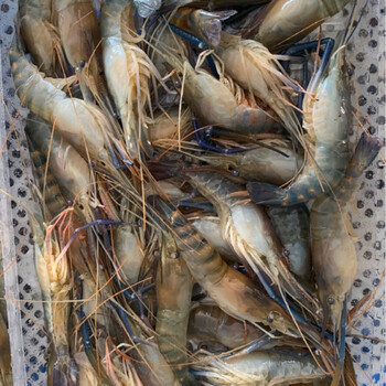 淡水虾沼虾大青虾泰国大青虾马拉西亚大虾罗氏虾淡水虾宏嘉睿1618cm25