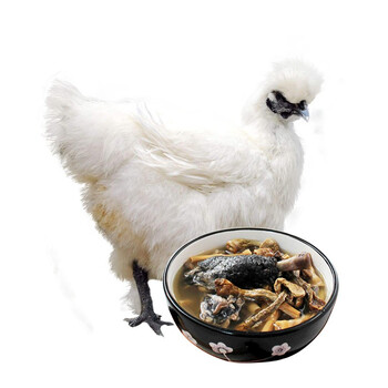 仓帝 新鲜白凤乌鸡乌骨鸡肉土鸡老母鸡笨鸡 700g/只 整鸡