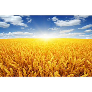 金色麦穗阳光下麦田风景海报画稻田秋收图蓝天白云装饰客厅挂贴画