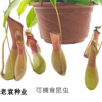 花姬盆栽室内捕蚊草种子捕蝇草猪笼草食人花食虫植物多肉植物抓蚊虫籽盆栽捕蝇草种子0粒精装 图片价格品牌报价 京东