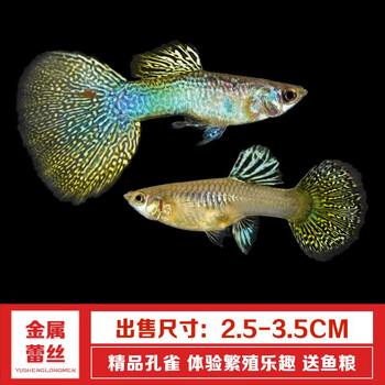 古介孔雀鱼凤尾淡水易繁殖耐活体好养纯种灯科小型热带胎生观赏金鱼苗