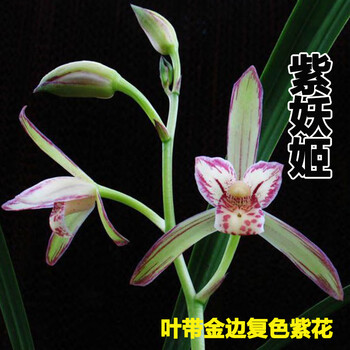 四季兰室内浓香建兰金边好养花卉绿植兰花苗金边紫妖姬3苗裸根不带土