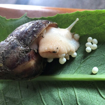 白玉蜗牛宠物卵活体生命孵化蛋饲养食用下蛋产蛋白玉种蜗牛 (产蛋)种