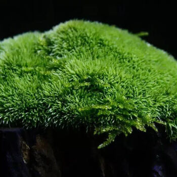 精選現發苔蘚微景觀青苔盆景裝飾造景植物鋪面鮮活假山水陸缸diy室內