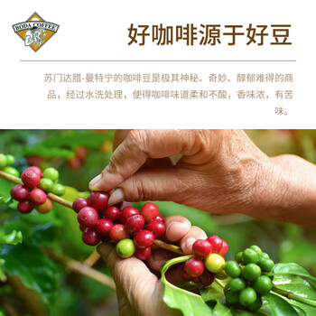 博达典藏曼特宁咖啡豆 黑咖啡现磨手冲进口原料 500克 博达典藏曼特宁咖啡豆 黑咖啡现磨手冲进口原料 500克