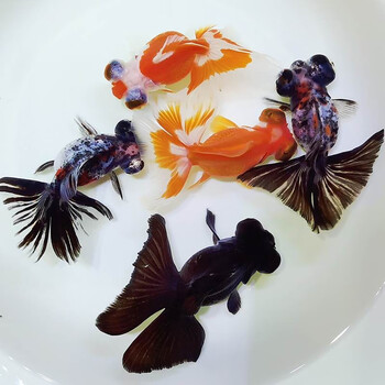 蝶尾・当才　 蝶尾 当才