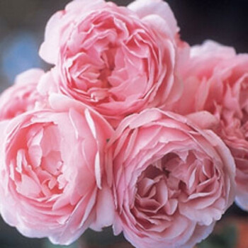 浩田花苑嫁接月季圣埃泽布嘉圣埃尔泽布加stethelburga粉色