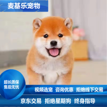 小柴犬价格报价行情- 京东