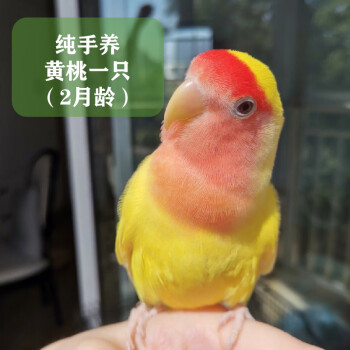 桃臉牡丹鸚鵡活鳥黃桃鸚鵡綠桃鸚鵡純手養會說話會唱歌家養寵物鳥 純