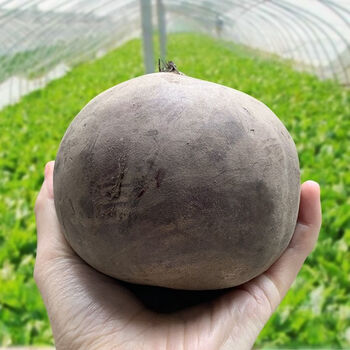 新鲜甜菜根15斤现挖现发红甜菜菜疙瘩菜卡通包榨汁酵素泡菜5斤中果约
