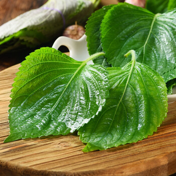 东北紫苏叶 东北新鲜苏子叶食用包饭烤肉紫苏叶青菜紫苏新鲜蔬菜 100g