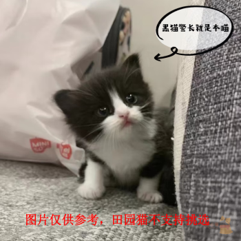 黑猫宠物新款- 黑猫宠物2021年新款- 京东