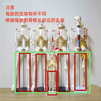 人体骨架模型85cm排行- 京东