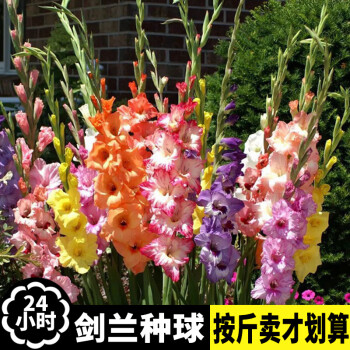 菖蒲品种新款- 菖蒲品种2021年新款- 京东