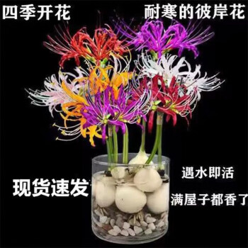 曼珠沙华花种品牌及商品- 京东