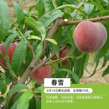 桃树苗桃苗新品种当年结果特大晚熟冬雪桃苗南北方种植果树苗春雪桃4