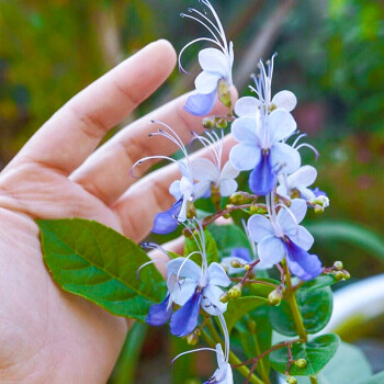 星派果蓝蝴蝶花盆栽花苗紫蝶花奇特花朵阳台庭院观赏花卉植物130简易