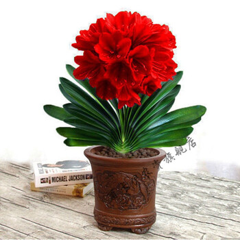 君子兰盆栽君子兰苗室内花卉好养四季常青植物蝴蝶兰 大红花  譄用肥