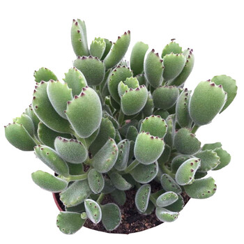 熊童子多肉植物价格报价行情- 京东