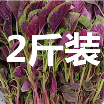 丰网4斤新鲜红寒菜汉菜汗菜旱菜红米笕苋菜应季蔬菜1000g