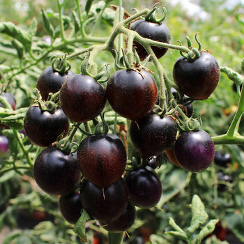 黑钻黑色小番茄种子种籽孑苗秧圣女果西黑柿四季果苗秧苗西红柿紫 紫