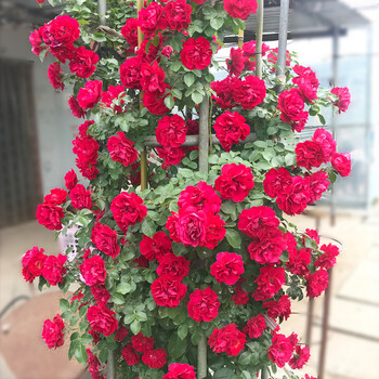 开花蔷薇花爬藤大花浓香庭院植物花卉爬墙墙薇t6y 御用马车(大花四季)