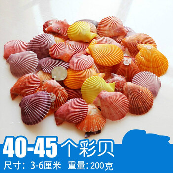 海星珊瑚手工diy打孔鱼缸造景装饰卷贝鱼寄居蟹用壳 无孔40-45片彩贝