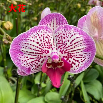 蝴蝶兰花苗盆栽带花苞花剑室内客厅花卉植物四季好养开花绿植兰花