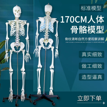 人体骨骼模型170价格及图片表- 京东