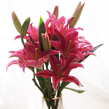 云南基地直发昆明斗南直批日常家庭办公室花瓶插花 西诺红百合(20朵