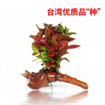 绿伴鱼缸水草装饰造景阴性水草活体沉木生态草缸植物淡水懒人自然造景红玫瑰单头沉木 图片价格品牌报价 京东
